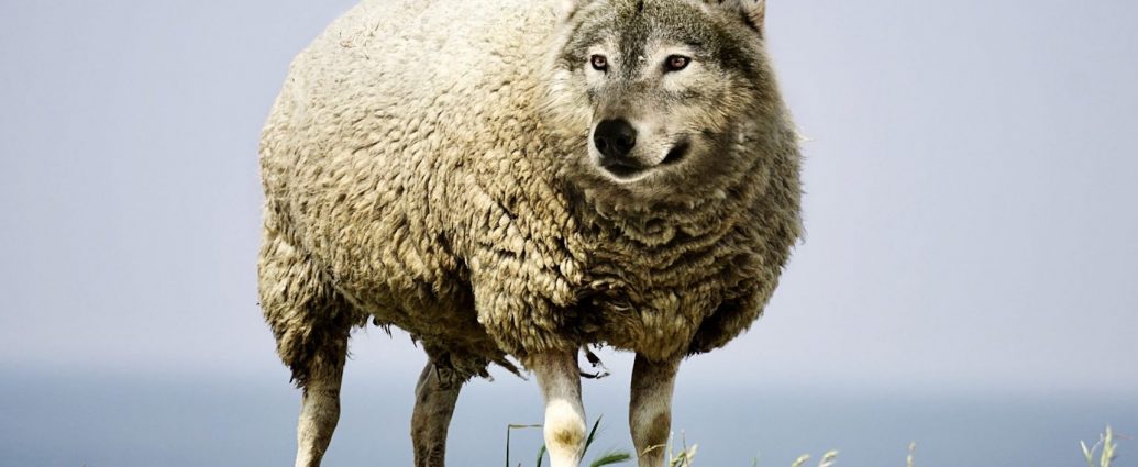 Narzissten sind häufig wie ein Wolf im Schafspelz